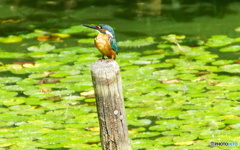 カワセミくん（大阪／茶臼山）