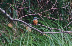 枝にカワセミくん（大阪／千里）雨