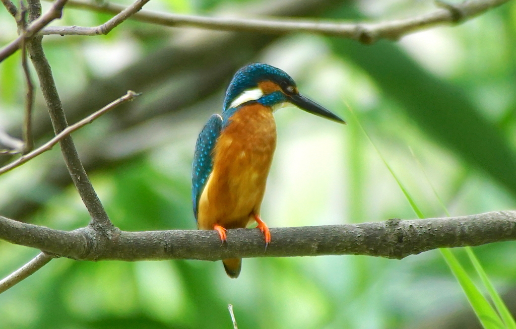 カワセミくん（♂）大阪／南千里