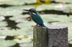 杭にカワセミくん♂ 大阪／千里