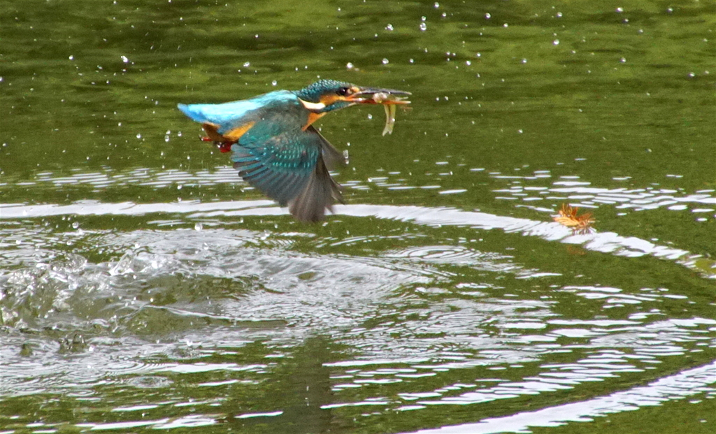 カワセミちゃん