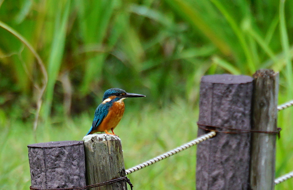杭にカワセミくん
