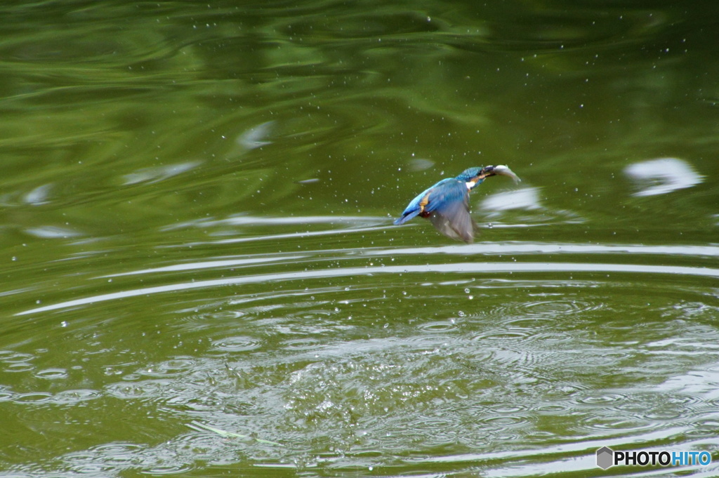 お魚ゲットなカワセミくん