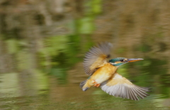 カワセミちゃん