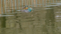 ホバリングなう