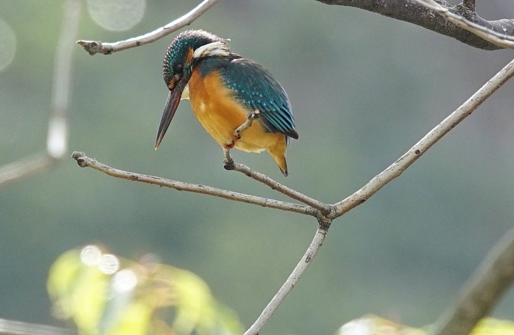 カワセミくん♂  大阪／千里