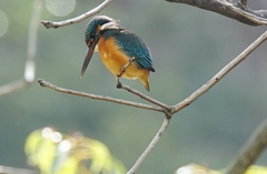 カワセミくん♂  大阪／千里