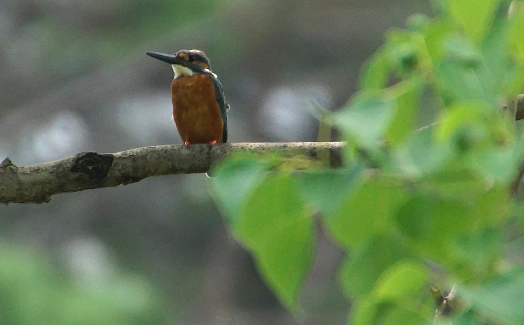カワセミくん（大阪／千里）