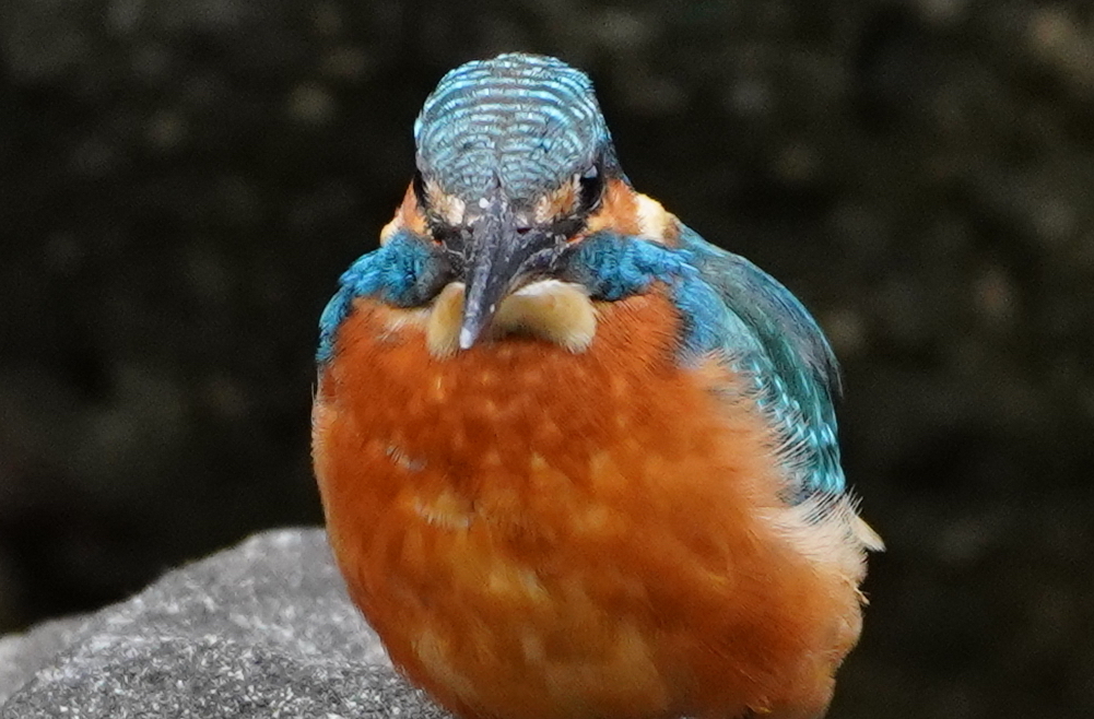 獲物探しなカワセミくん♂   大阪／長居