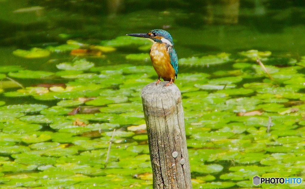 カワセミくん（大阪／茶臼山）