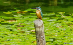 カワセミくん（大阪／茶臼山）