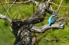 枝にカワセミちゃん（♀）大阪／天王寺
