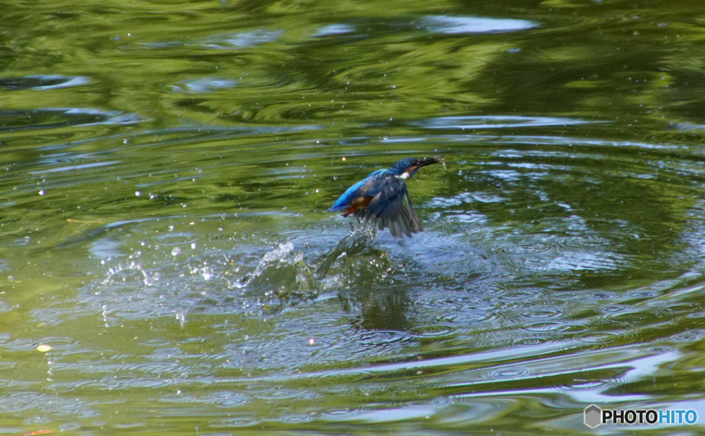 カワセミちゃん捕食