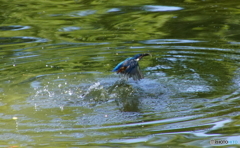 カワセミちゃん捕食