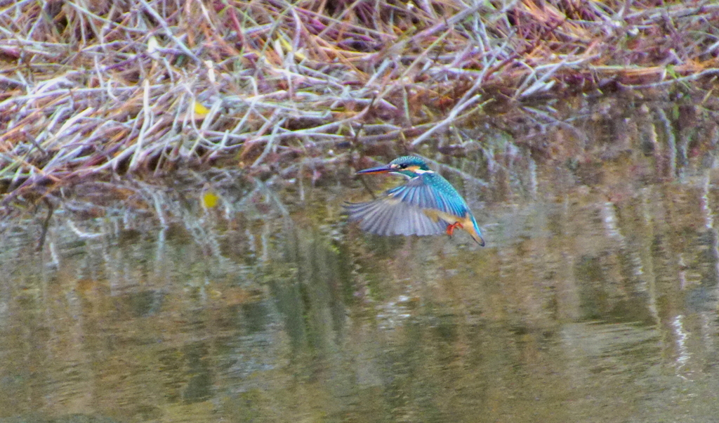 ホバリングなカワセミちゃん♀