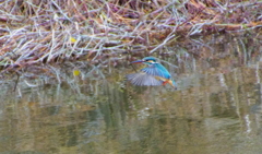 ホバリングなカワセミちゃん♀