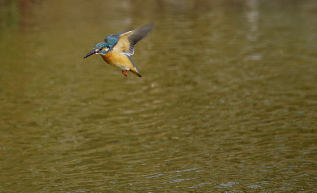 ホバるカワセミちゃん（♀）大阪／城北