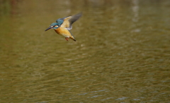 ホバるカワセミちゃん（♀）大阪／城北