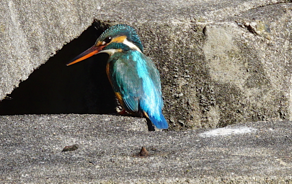 カワセミちゃん♀ 大阪／天王寺