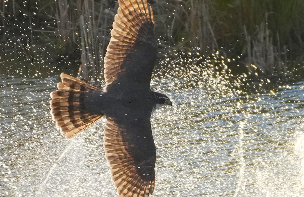 オオタカさま飛来でカモたちは大騒ぎな