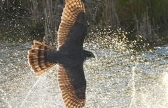 オオタカさま飛来でカモたちは大騒ぎな