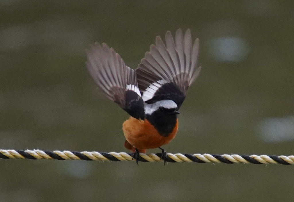 ジョビくん　　大阪／豊中千里中央