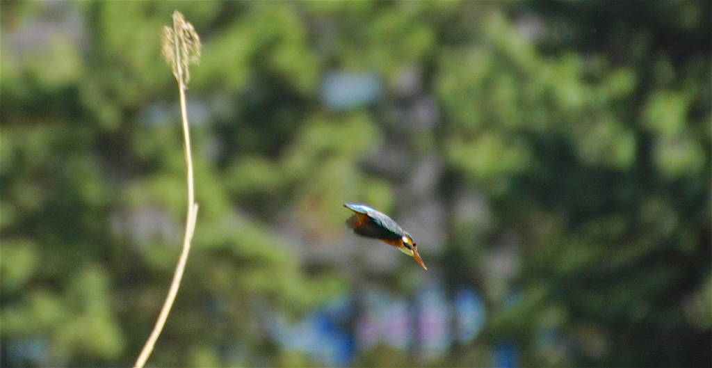 カワセミちゃん