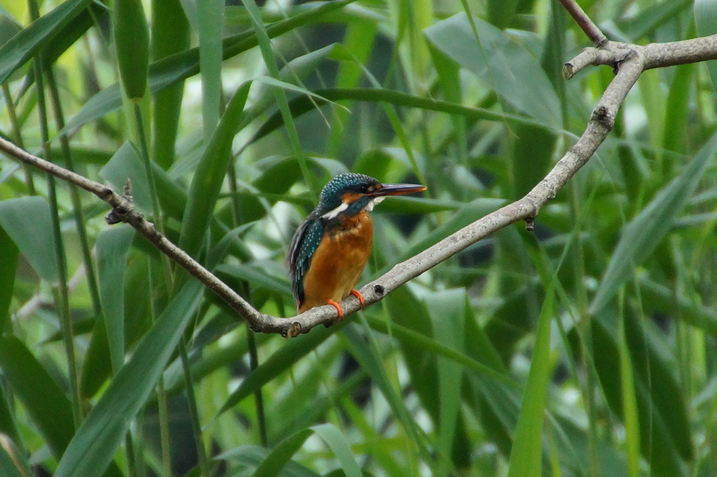 カワセミちゃん（♀）