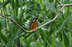 カワセミちゃん（♀）