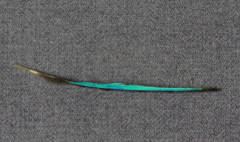 カワセミの羽根