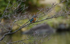 枝にカワセミちゃん