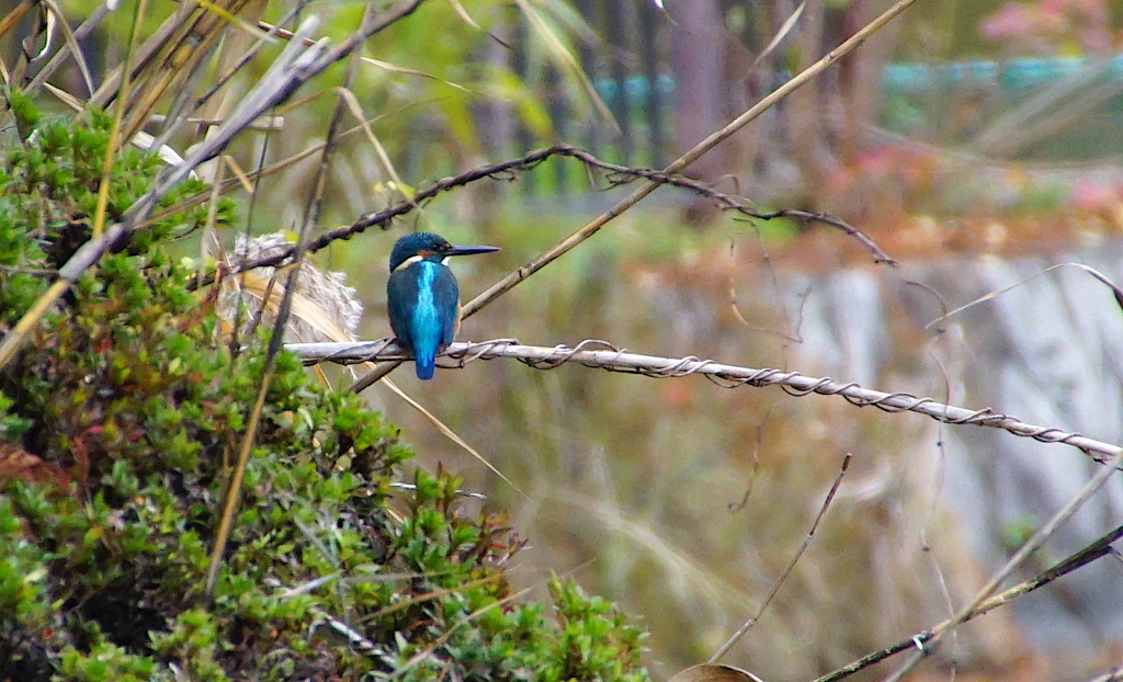 カワセミくん（大阪／千里）
