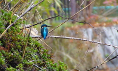 カワセミくん（大阪／千里）