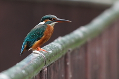 柵にカワセミちゃん♀