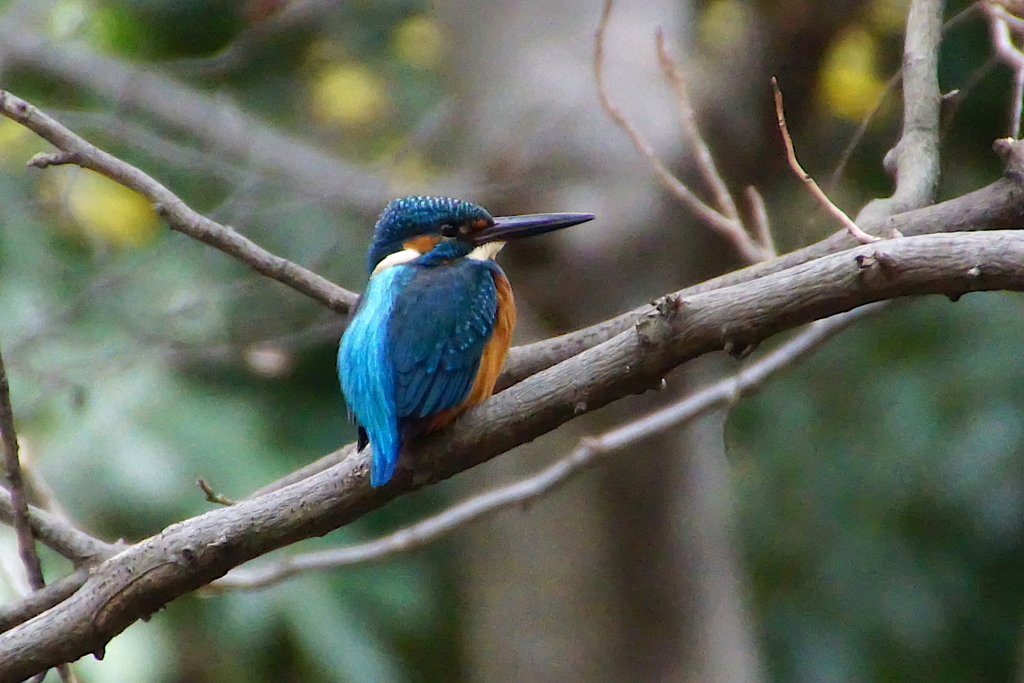 カワセミくん♂（大阪／堺市）