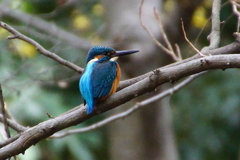 カワセミくん♂（大阪／堺市）