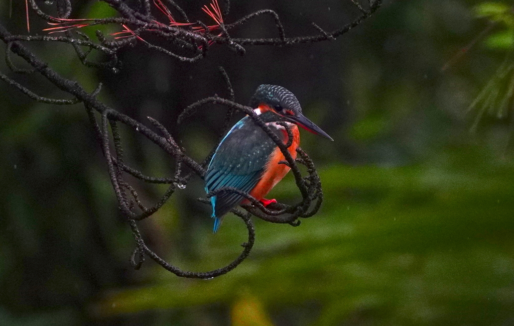 松の枝にカワセミちゃん♀    大阪／長居