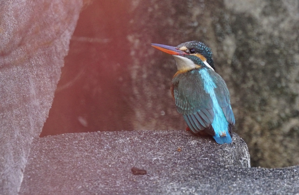 カワセミちゃん♀ 大阪／天王寺