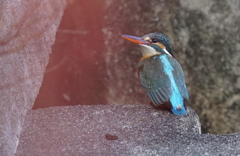 カワセミちゃん♀ 大阪／天王寺