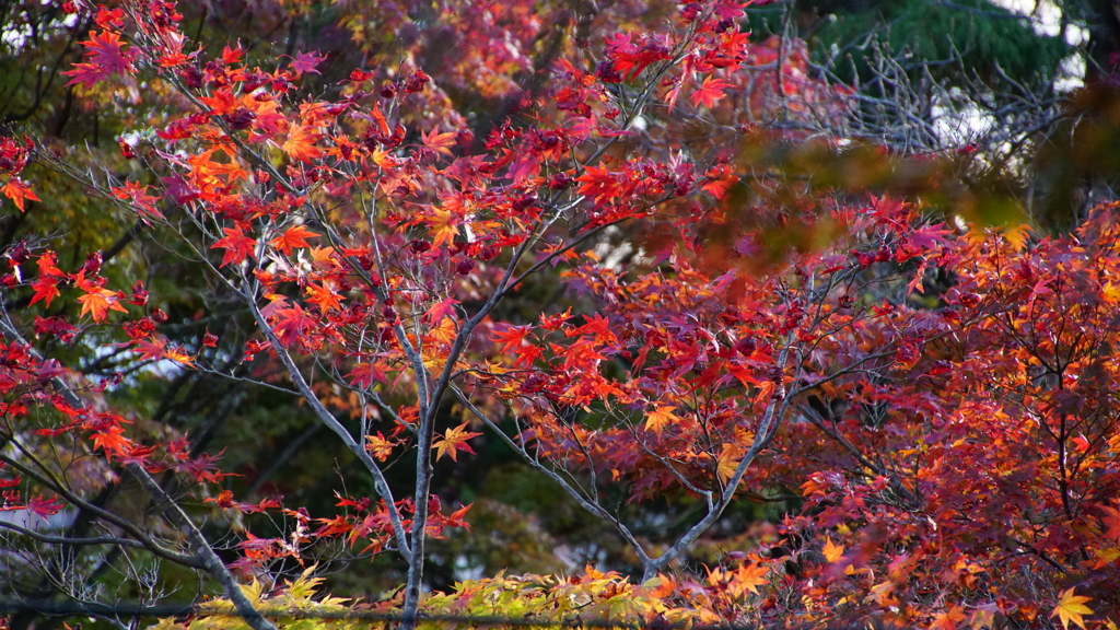 紅葉