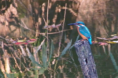 カワセミくん（大阪／天王寺）