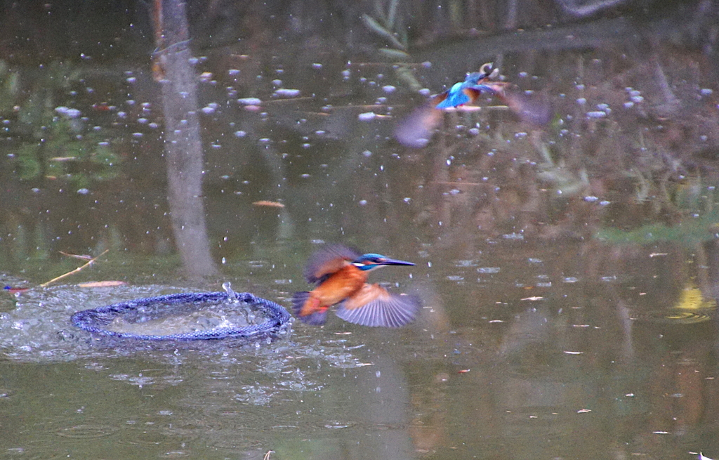 　カワセミ　カップル