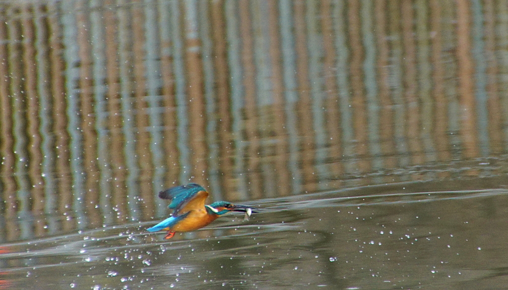 お魚ゲット成功
