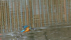 お魚ゲット成功