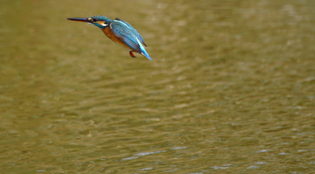 カワセミちゃん（♀）大阪／城北