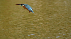 カワセミちゃん（♀）大阪／城北