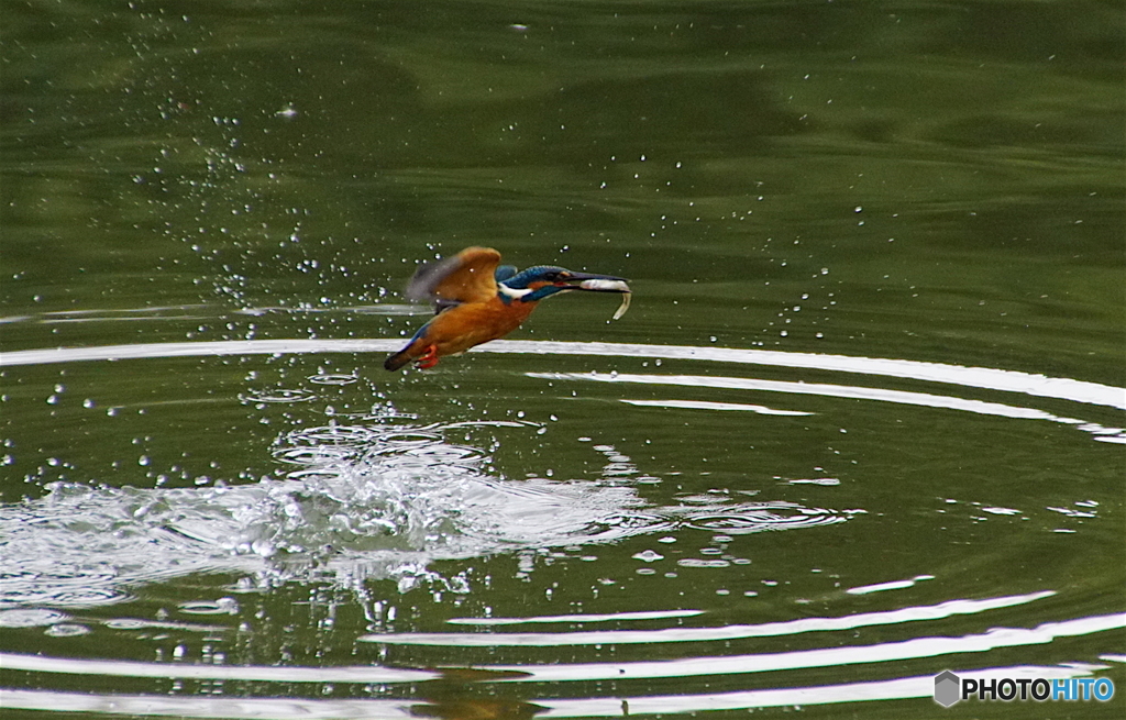 お魚ゲットなカワセミくん（♂）