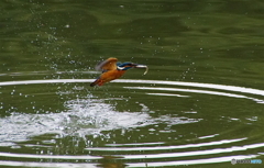 お魚ゲットなカワセミくん（♂）