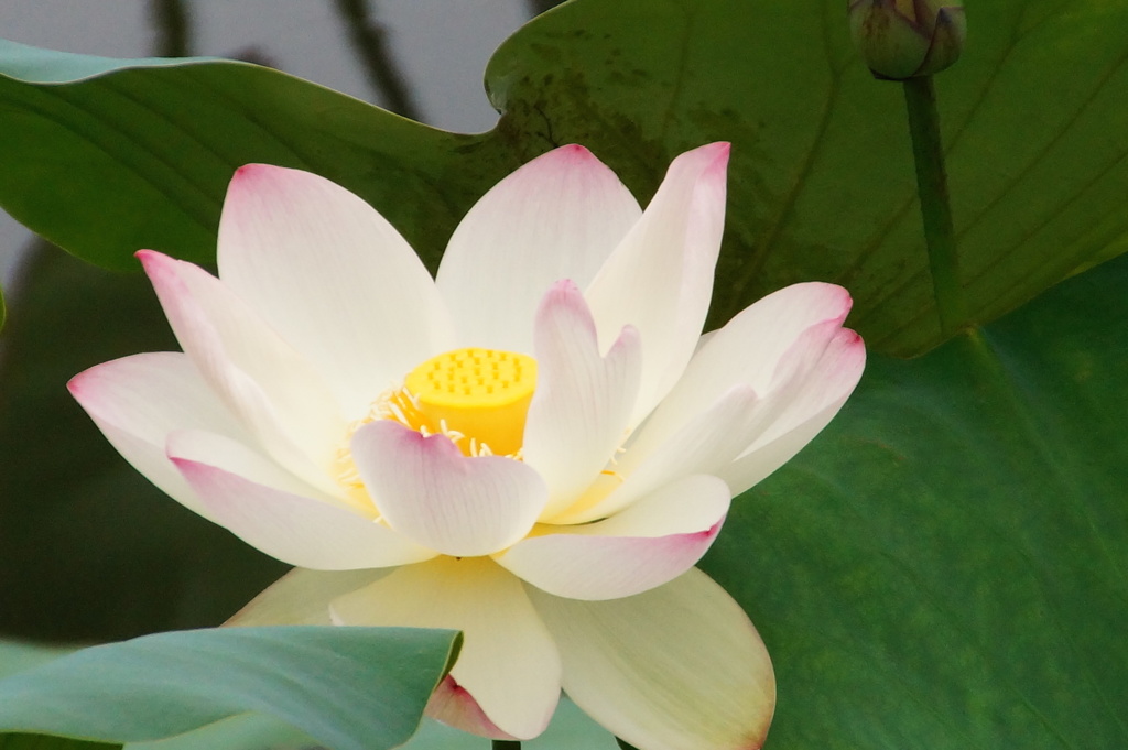 ハス　長居公園（大阪）