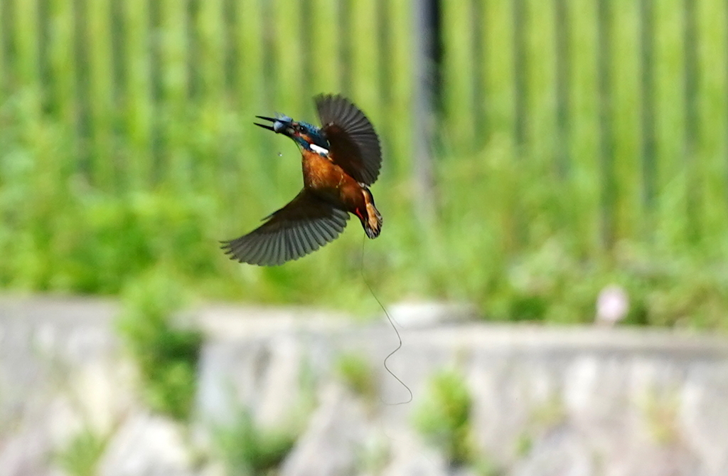 お魚ゲットなカワセミくん　　大阪／吹田千里